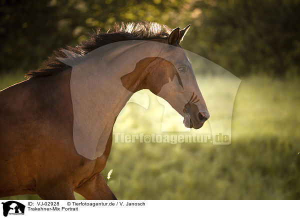 Trakehner-Mix Portrait / VJ-02928