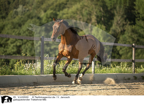 galoppierender Trakehner-Mix / VJ-02930