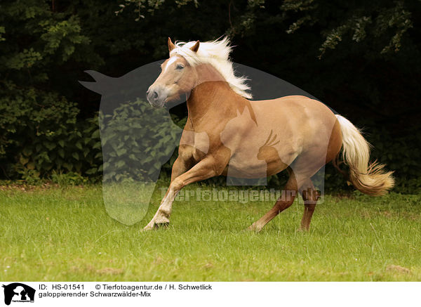 galoppierender Schwarzwlder-Mix / galloping Black-Forest-Horse-cross / HS-01541