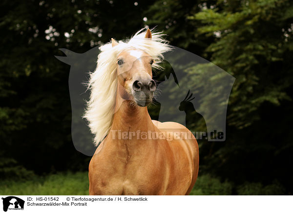 Schwarzwlder-Mix Portrait / Black-Forest-Horse-cross portrait / HS-01542