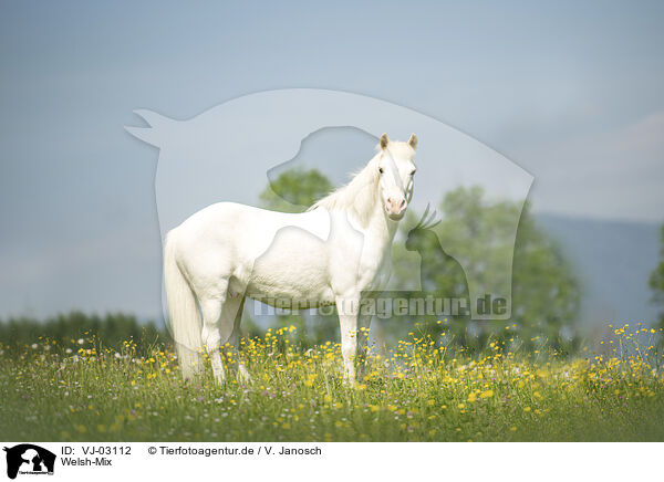 Welsh-Mix / Welsh-Cross / VJ-03112