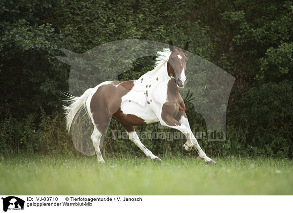 galoppierender Warmblut-Mix / galloping warmblood-cross / VJ-03710