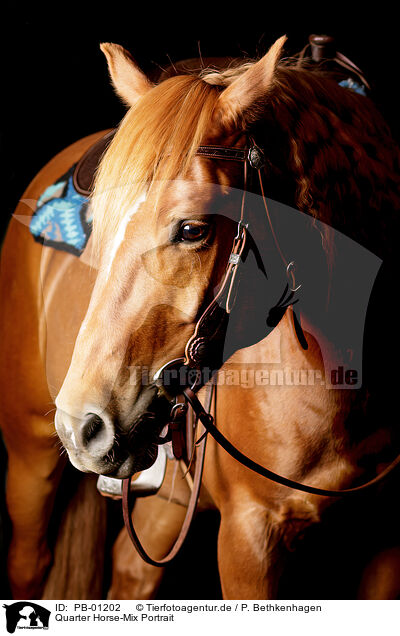 Quarter Horse-Mix Portrait / Quarter Horse-Cross Portrait / PB-01202