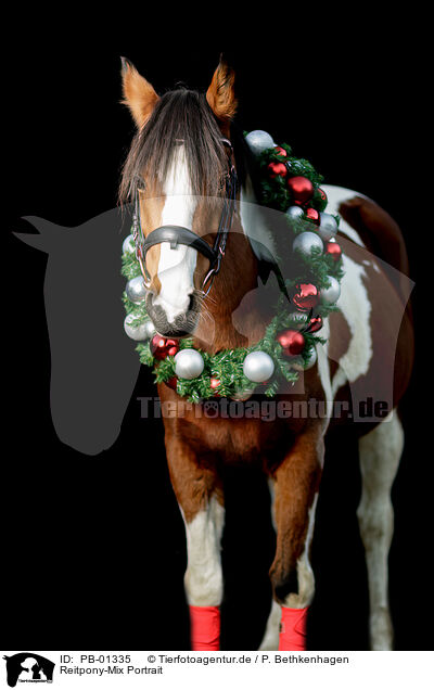 Reitpony-Mix Portrait / Riding-Pony-Cross Portrait / PB-01335