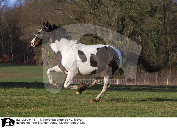 galoppierender Brandenburger-Mecklenburger-Mix / galloping Brandenburgian-Mecklenburg-Cross / JM-05413