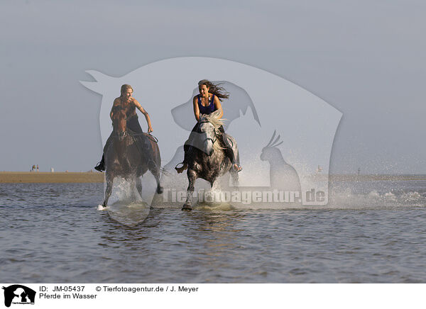 Pferde im Wasser / horses in the water / JM-05437