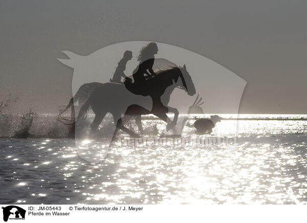 Pferde im Wasser / horses in the water / JM-05443