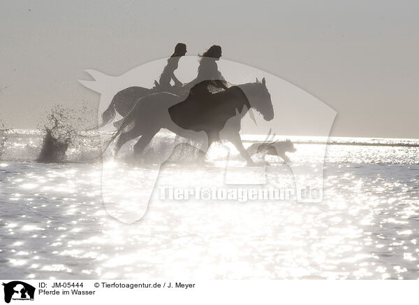 Pferde im Wasser / horses in the water / JM-05444
