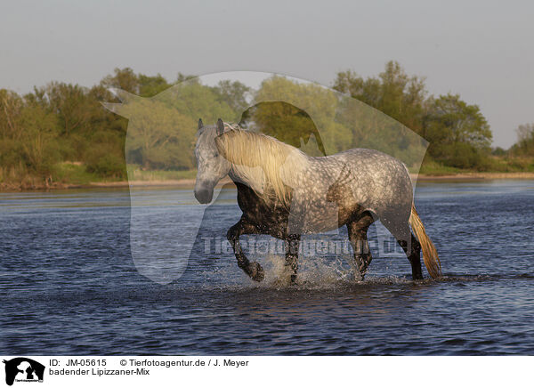 badender Lipizzaner-Mix / JM-05615