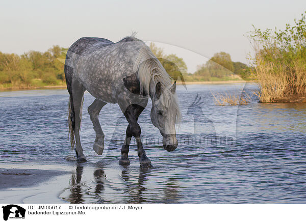 badender Lipizzaner-Mix / JM-05617