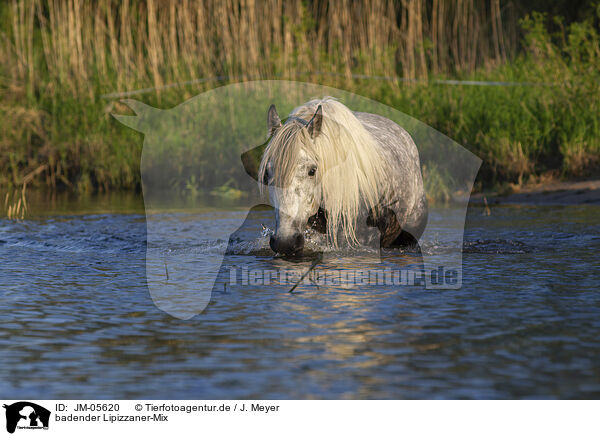 badender Lipizzaner-Mix / JM-05620