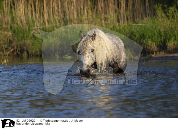 badender Lipizzaner-Mix / bathing Lipizzaner-Cross / JM-05620