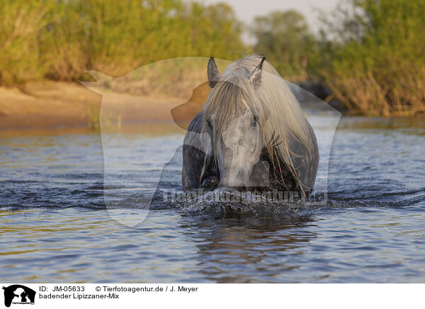 badender Lipizzaner-Mix / bathing Lipizzaner-Cross / JM-05633