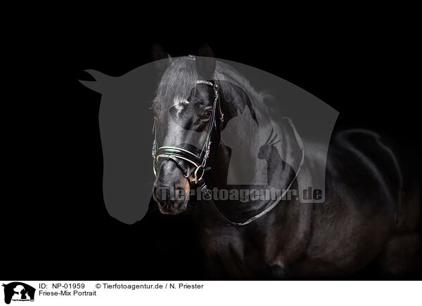 Friese-Mix Portrait / Frisian-Horse-Cross Portrait / NP-01959