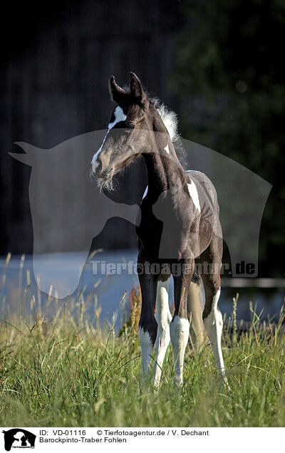 Barockpinto-Traber Fohlen / Baroque-Pinto-Trotter Foal / VD-01116