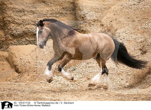 Irish-Tinker-Shire-Horse Wallach / VD-01132