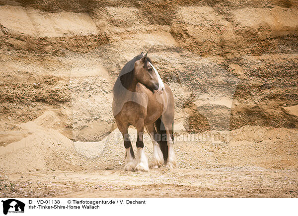 Irish-Tinker-Shire-Horse Wallach / Irish-Tinker-Shire-Horse gelding / VD-01138