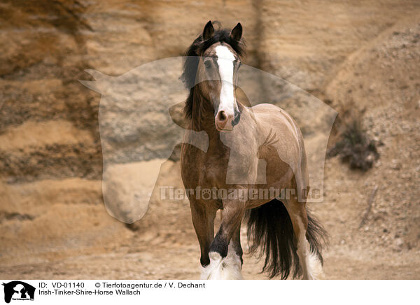 Irish-Tinker-Shire-Horse Wallach / Irish-Tinker-Shire-Horse gelding / VD-01140