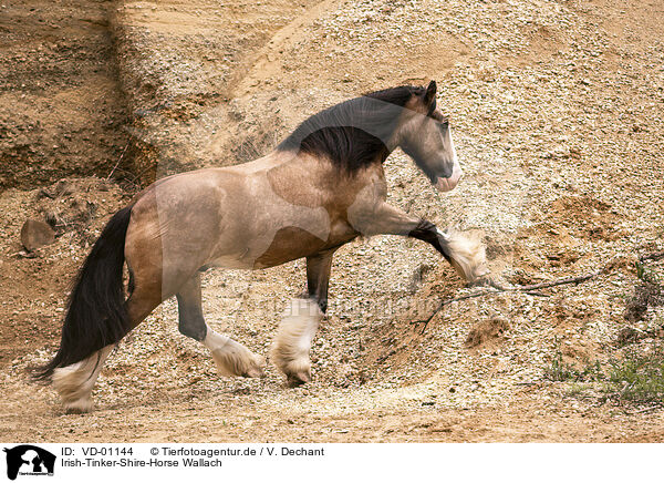 Irish-Tinker-Shire-Horse Wallach / Irish-Tinker-Shire-Horse gelding / VD-01144