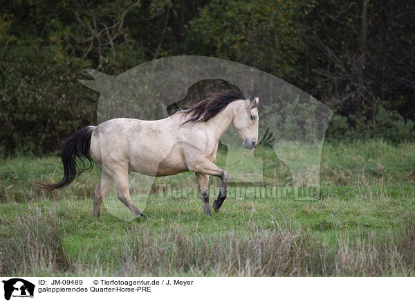 galoppierendes Quarter-Horse-PRE / JM-09489