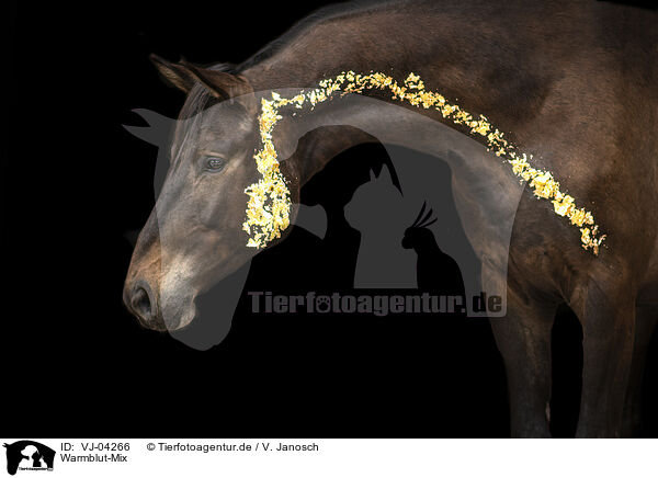 Warmblut-Mix / VJ-04266