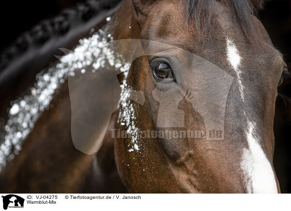 Warmblut-Mix / wamblood cross / VJ-04275