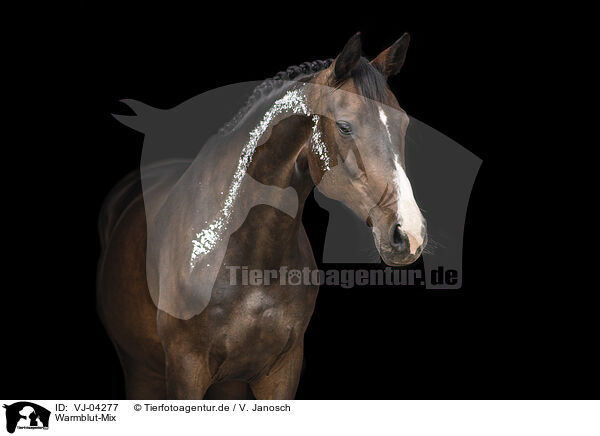 Warmblut-Mix / VJ-04277