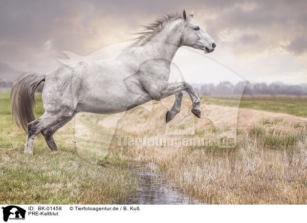 PRE-Kaltblut / BK-01458