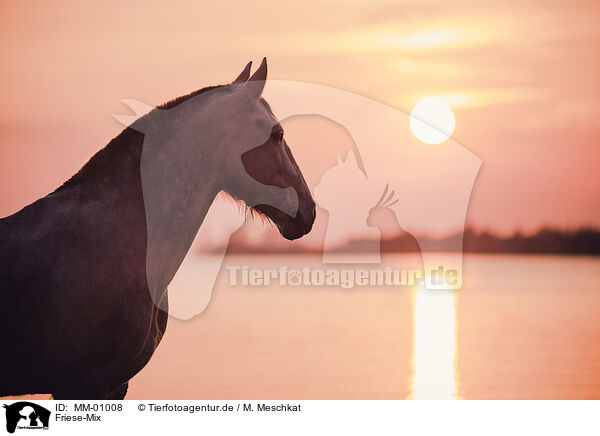 Friese-Mix / Frisian-Horse-Cross / MM-01008