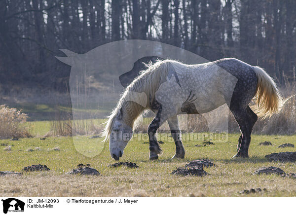 Kaltblut-Mix / JM-12093