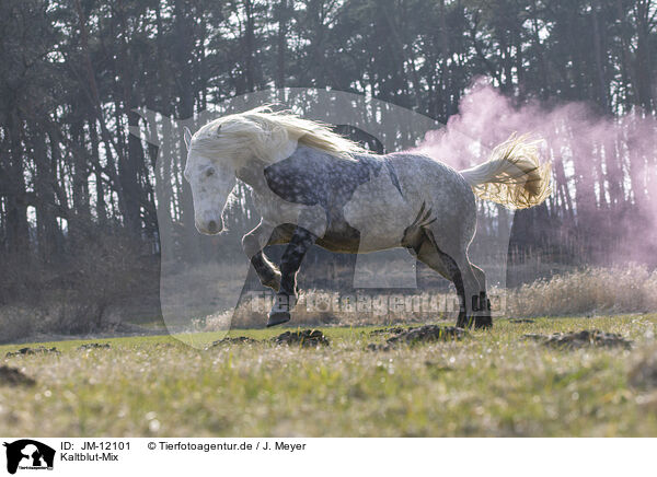 Kaltblut-Mix / JM-12101