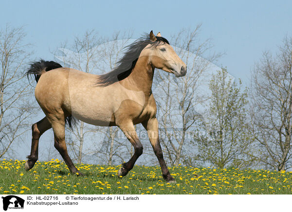 Knabstrupper-Lusitano / knabstrup-Lusitano / HL-02716