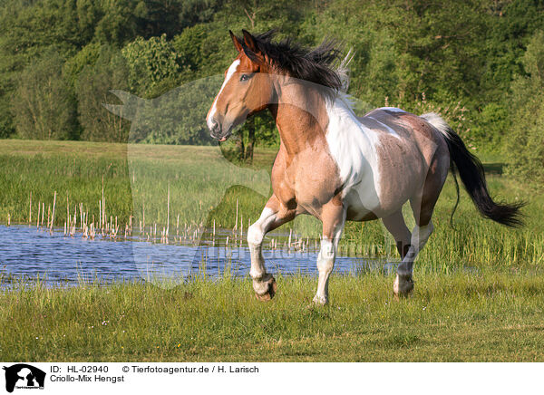 Criollo-Mix Hengst / Criollo-Cross Stallion / HL-02940