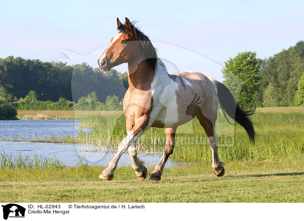 Criollo-Mix Hengst / Criollo-Cross Stallion / HL-02943