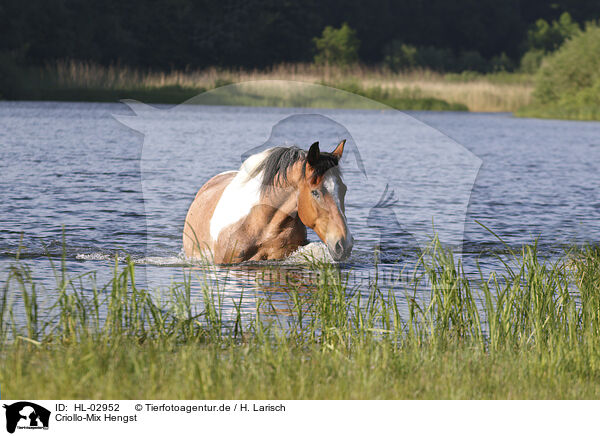 Criollo-Mix Hengst / Criollo-Cross Stallion / HL-02952