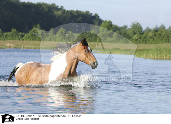 Criollo-Mix Hengst / Criollo-Cross Stallion / HL-02957