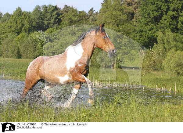 Criollo-Mix Hengst / Criollo-Cross Stallion / HL-02961