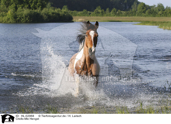 Criollo-Mix Hengst / Criollo-Cross Stallion / HL-02968