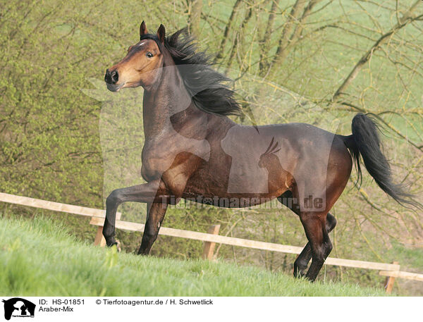Araber-Mix / Arabian-Horse-Cross / HS-01851
