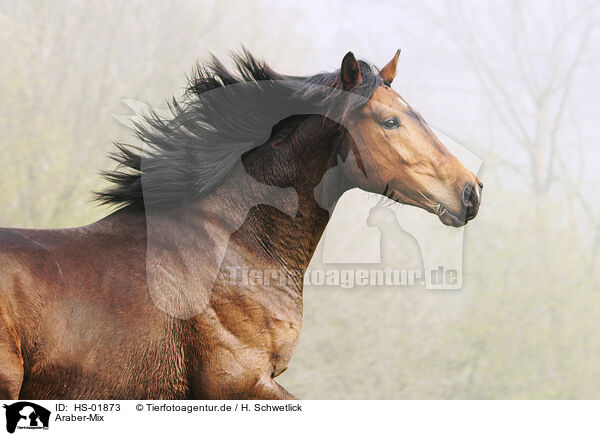 Araber-Mix / Arabian-Horse-Cross / HS-01873