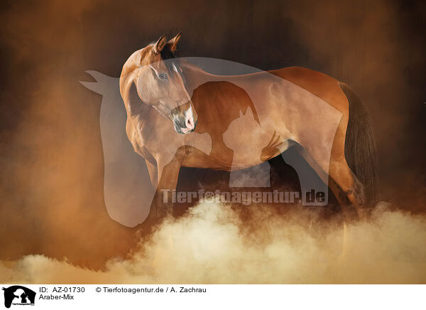 Araber-Mix / Arabian-Horse-Cross / AZ-01730