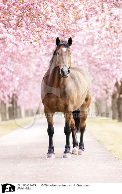 Welsh-Mix / Welsh-Cross / JQ-01477