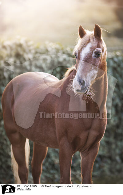 Welsh-Mix / Welsh-Cross / JQ-01505
