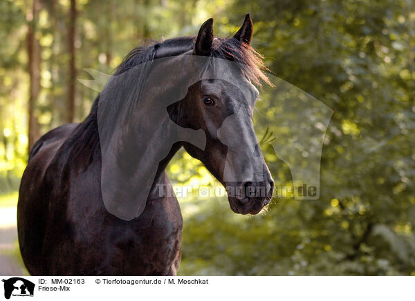 Friese-Mix / Frisian-Horse-Cross / MM-02163