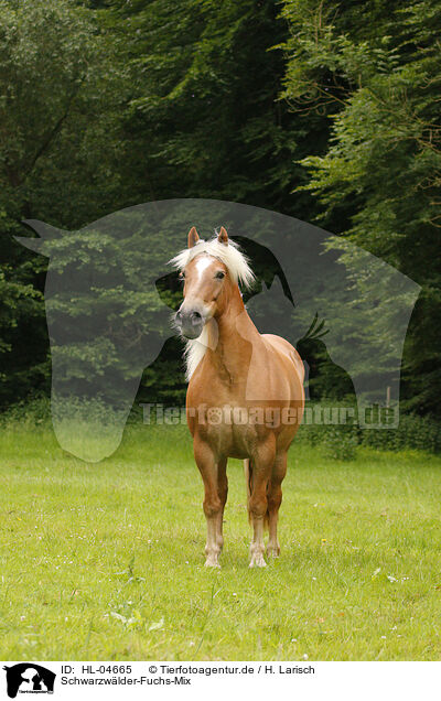 Schwarzw�lder-Fuchs-Mix / Black-Forest-Cross / HL-04665