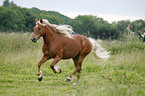 galloppierender Haflinger-Mix