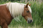 Haflinger-Mix Portrait