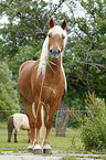 Haflinger-Mix