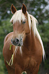 Haflinger-Mix Portrait