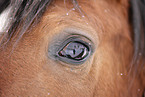 Pferdeauge